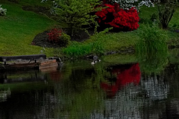 Ducks_in_the_shadows