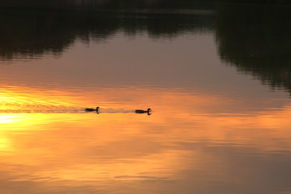 Ducksatsunset