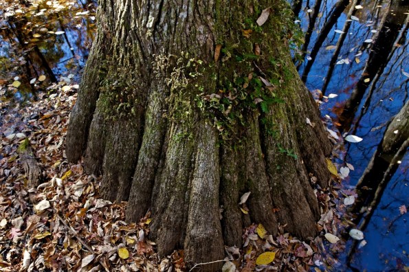 Bigfoot_in_many_forms_816