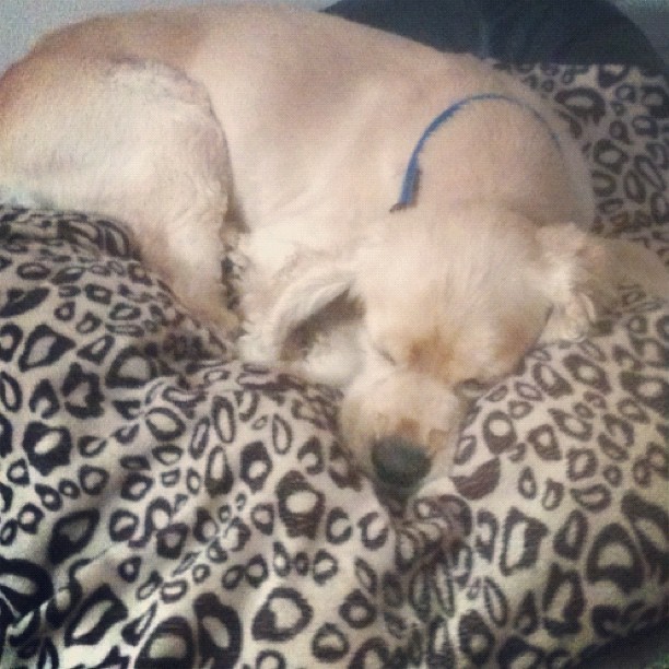 Media_httpdistilleryi_pzlrd