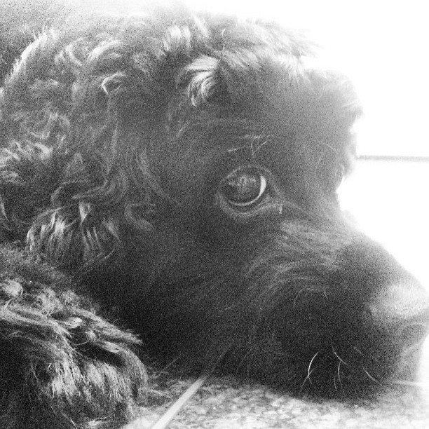 Media_httpdistilleryi_iugyl