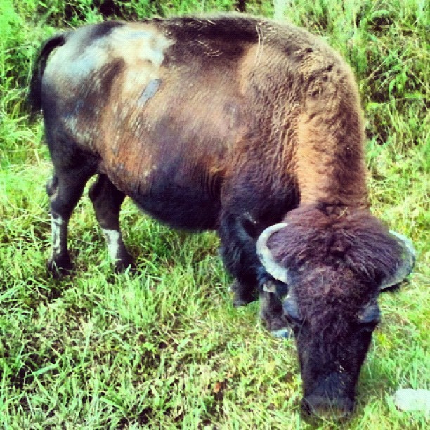 Media_httpdistilleryi_kkkrl